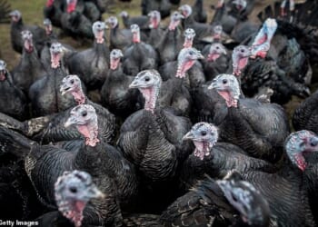 Supermarkets have been accused of secretly selling European turkeys to shoppers this Christmas - while claiming they are from Britain