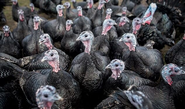 Supermarkets have been accused of secretly selling European turkeys to shoppers this Christmas - while claiming they are from Britain