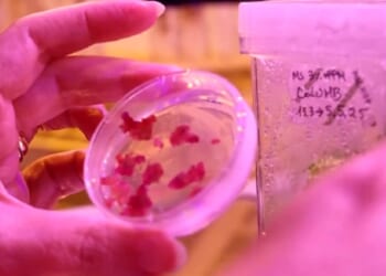 A gloved hand holds food material in a Petrie dish as scientists work on a 3D printer produced pastry in a laboratory in Rome.