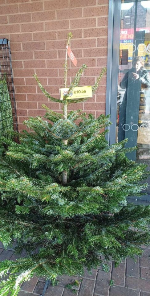 A Christmas tree for sale with a price tag of £10.99.