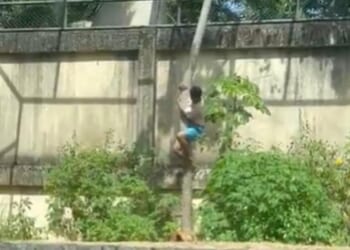 A man killed after jumping into a lion's enclosure at a Brazilian zoo has been identified as a 19-year-old who had previously tried to reach Africa as a plane stowaway to pursue his dream of training big cats