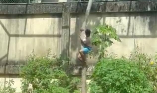 A man killed after jumping into a lion's enclosure at a Brazilian zoo has been identified as a 19-year-old who had previously tried to reach Africa as a plane stowaway to pursue his dream of training big cats