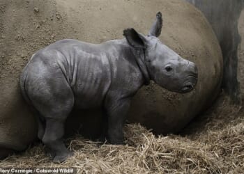 Baby Mo is the newest addition to the crash of white rhinos at the Oxfordshire park after fellow calf Markus was born earlier this year