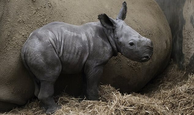 Baby Mo is the newest addition to the crash of white rhinos at the Oxfordshire park after fellow calf Markus was born earlier this year