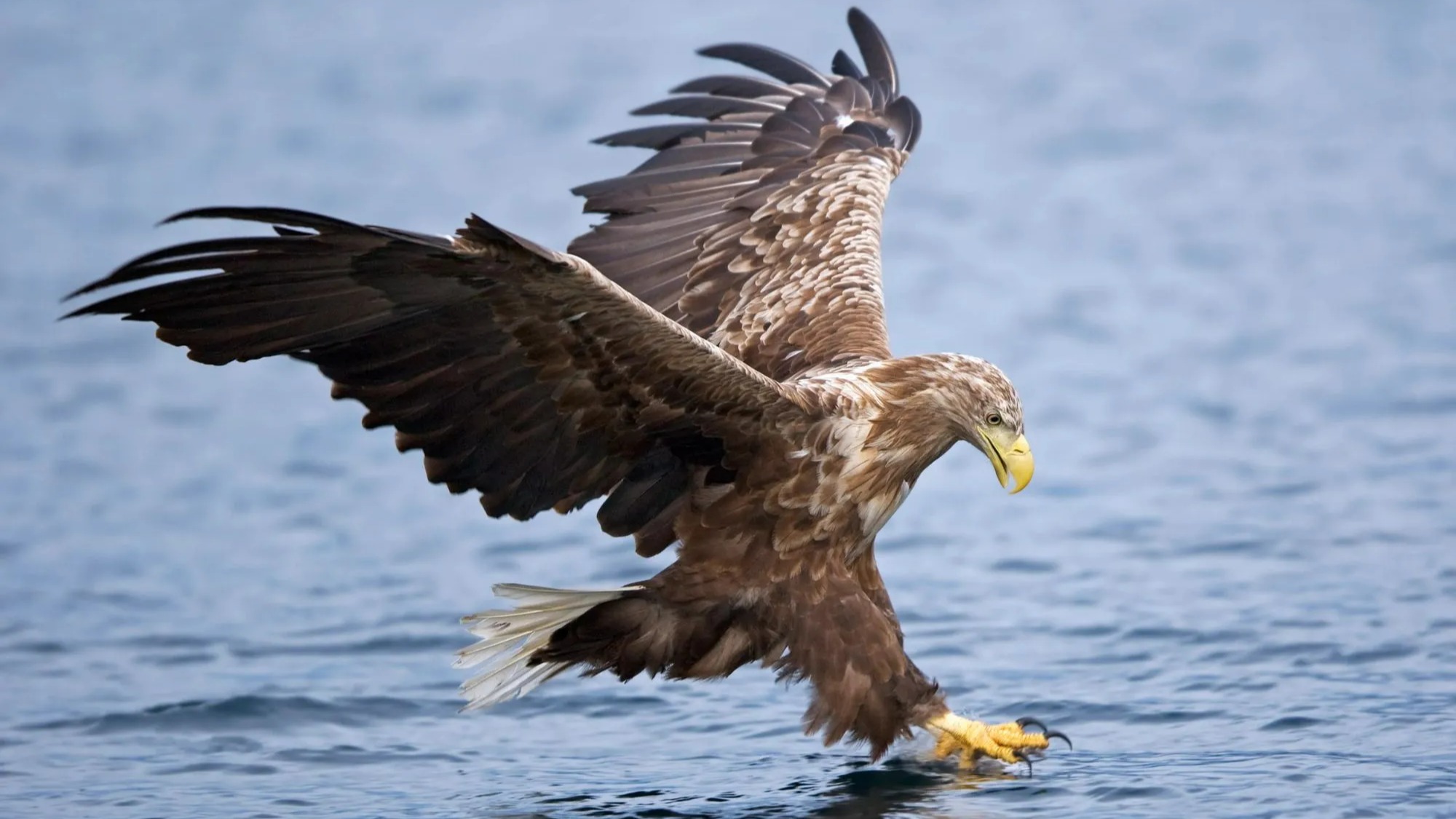 An image collage containing 1 images, Image 1 shows White-tailed sea eagle with wings spread, hunting fish with talons in the water
