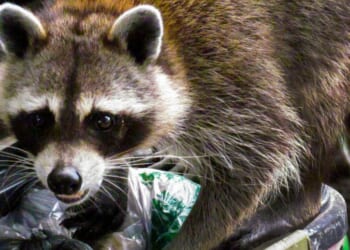 A raccoon caught digging through a garbage can.