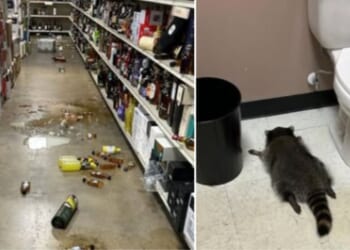 A raccoon broke into a liquor store in Ashland, Virginia, in December 2025.