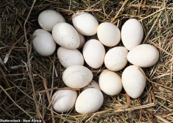 Unlike chickens, which reliably lay about one egg every 24 hours, turkeys produce only one or two per week