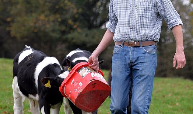 Jonathan Charlesworth, pictured feeding cattle at his farm, accused the government of a 'complete lack of understanding towards farming and the countryside in general'.
