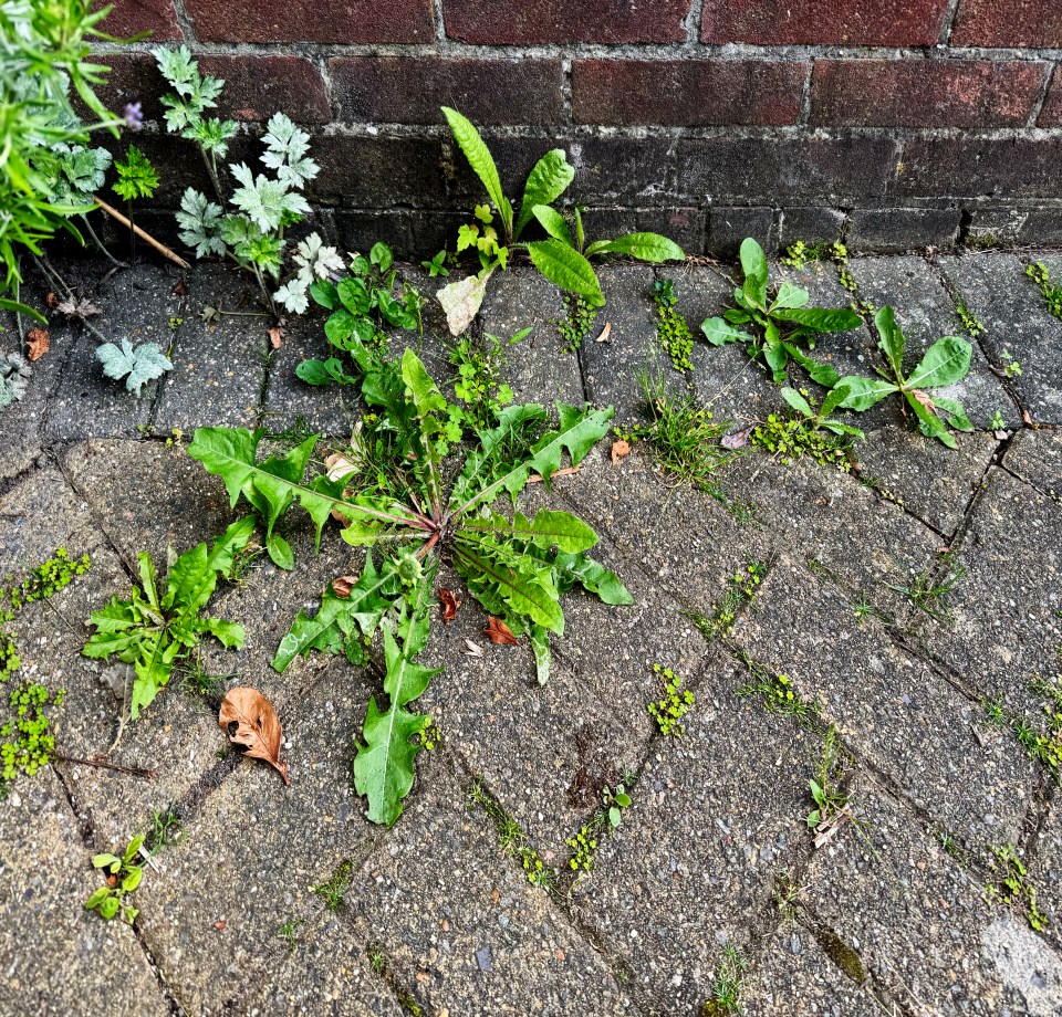 Weeds growing up through brick paving in a garden.