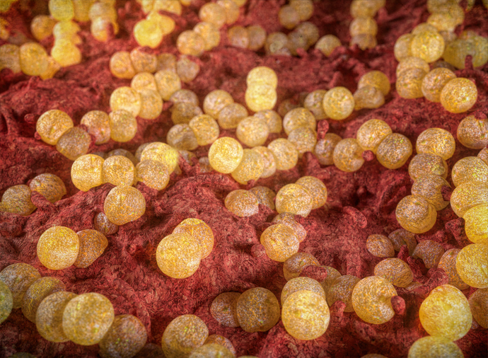 Neisseria Gonorrhoea bacteria, illustration