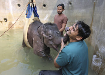 To combat elephant abuse, an Indian nonprofit educates travel firms