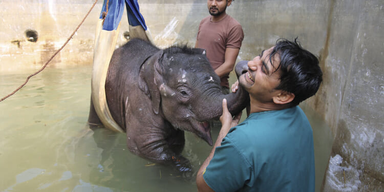 To combat elephant abuse, an Indian nonprofit educates travel firms