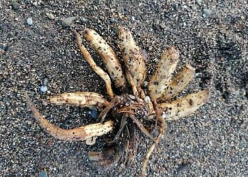 Hemlock water dropwort - also known as Dead Man's Fingers carries a fatal poison called oenanthotoxin in its white roots, which look like a bunch of parsnips and smell of parsley