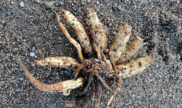 Hemlock water dropwort - also known as Dead Man's Fingers carries a fatal poison called oenanthotoxin in its white roots, which look like a bunch of parsnips and smell of parsley