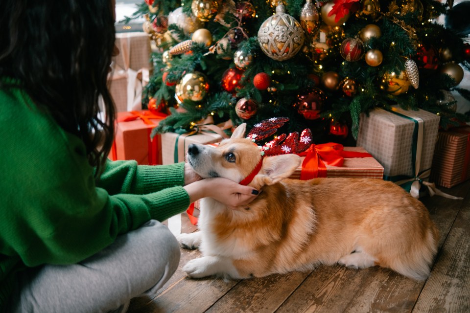 A woman in a green sweater gently interacts with her Corgi, who wears a reindeer headband, by a decorated Christmas tree with presents.