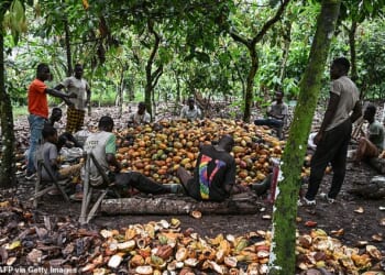 Producers harvest cocoa on a plantation at Agboville in the Ivory Coast on December 4