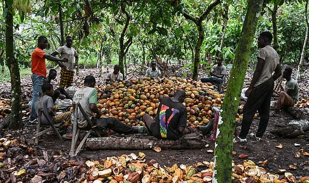 Producers harvest cocoa on a plantation at Agboville in the Ivory Coast on December 4