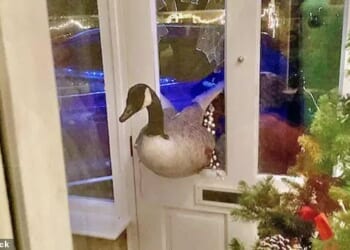 A Canada Goose stuck in Lynne Sewell's door in Countesthorpe after she heard a loud bang