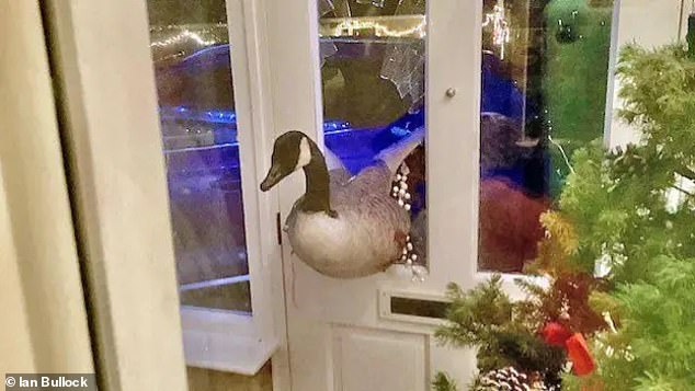 A Canada Goose stuck in Lynne Sewell's door in Countesthorpe after she heard a loud bang