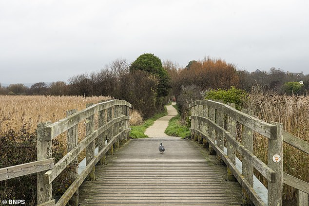 Teams of volunteers who dedicate their time clearing both sites of litter say the news is a kick in the teeth (Pictured here is RSPB Radipole in Weymouth)