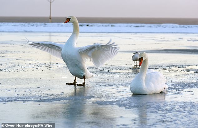 TYNESIDE -- Swans on Tynemouth boating lake, which has frozen over due to the plummeting temperatures this weekend