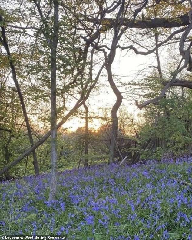 The site is situated close to an ancient woodland and was classified as Green Belt land