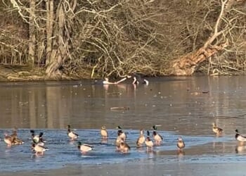 The man is rescued by a passer-by at Connaught Water in Epping Forest, Essex, on Sunday