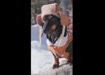 Dog owners urged to ‘keep pets indoors’ from 3pm this week