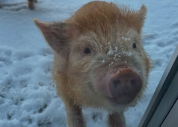 Laura Woods shares footage of life on her farm as pigs and chickens run around in the snow
