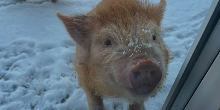 Laura Woods shares footage of life on her farm as pigs and chickens run around in the snow