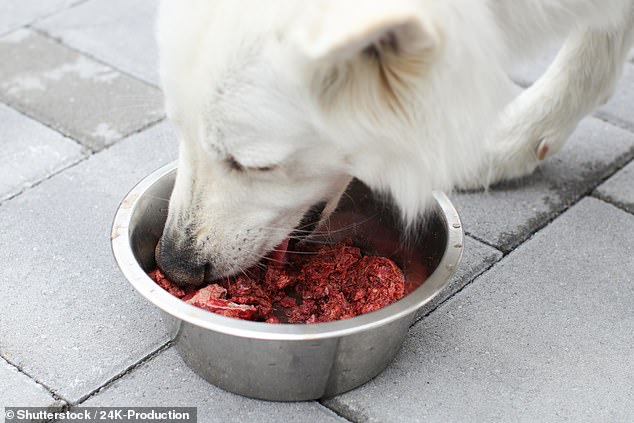 The researchers said grain-free, wet or raw foods can results in higher environmental impacts compared to standard dry kibble (file image)