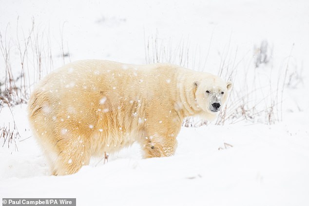 A polar bear in the show at Kincraig Wildlife Park in the Scottish Highlands enjoys the snowy weather