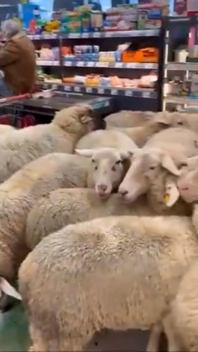 After busting through the doors, the sheep huddled together close to the checkout area for around 20 minutes before making their way back out again