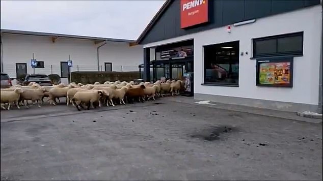 Rather than facing any repercussions, the sheep have even managed to bag a year's supply of free food - in return for the free publicity Penny has received from the video going viral