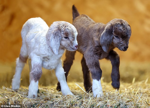 Biffa (brown) and Veolia (white), four-day-old kid goats that were found in a dustbin in Kent