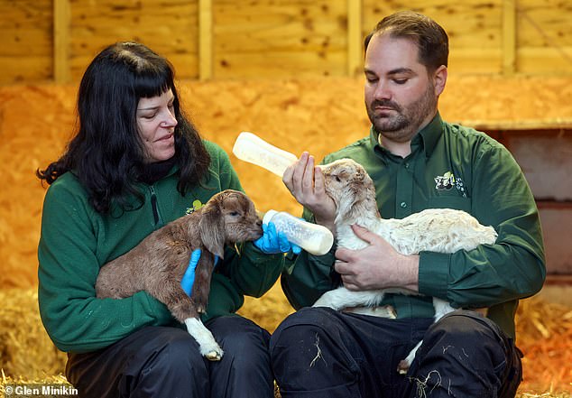 The kids were taken to Buttercups Sanctuary for Goats in Monchelsea, near Maidstone