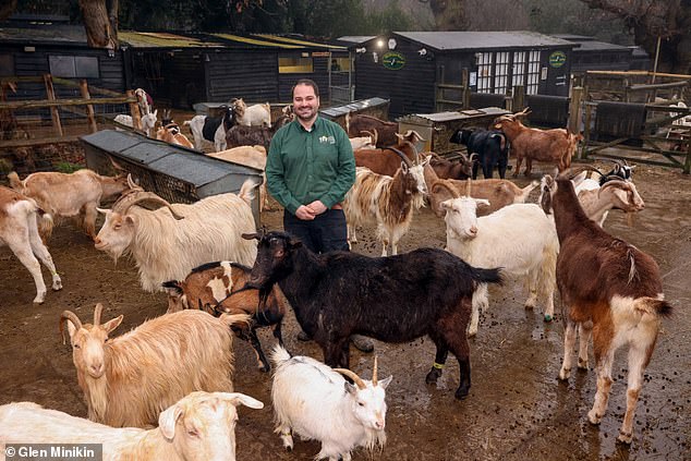 Gower McCarthy at Buttercups Sanctuary for Goats, where staff have been helping the animals