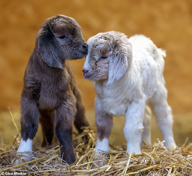 The goats in Kent have been named after two of the UK's major refuse collection firms