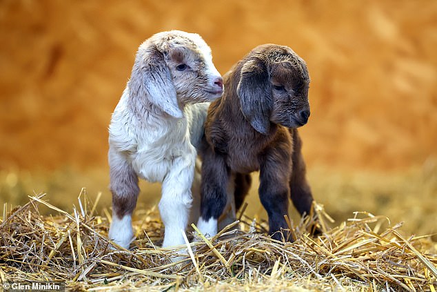 To help Biffa and Veolia on their journey to recovery, Buttercups is inviting donations