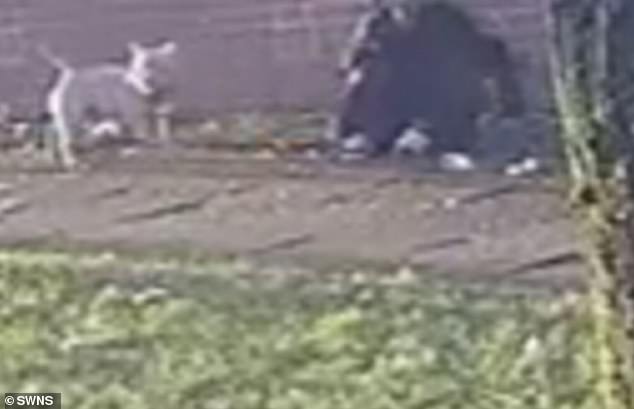 The attack lasted roughly a minute, before the woman managed to stand up and walk away