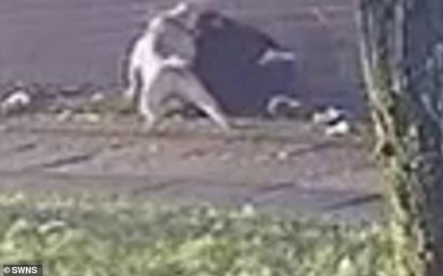 As the woman tried to get to her feet, the animal lunged again and tackled her to the ground