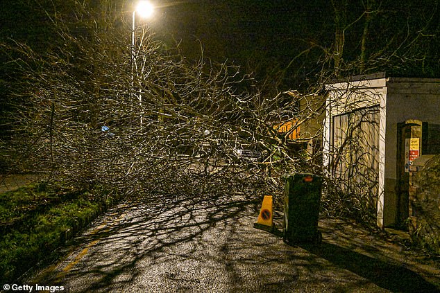 A fallen tree blocks a road after Storm Goretti hit Falmouth, Cornwall