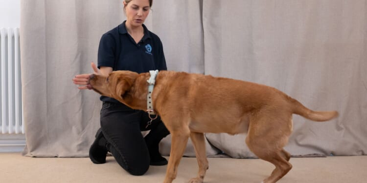 You can teach your old dog new tricks, expert reveals