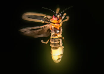 'Advanced' aliens might already be using spooky 'firefly' technique to talk to each other in PLAIN sight, say scientists