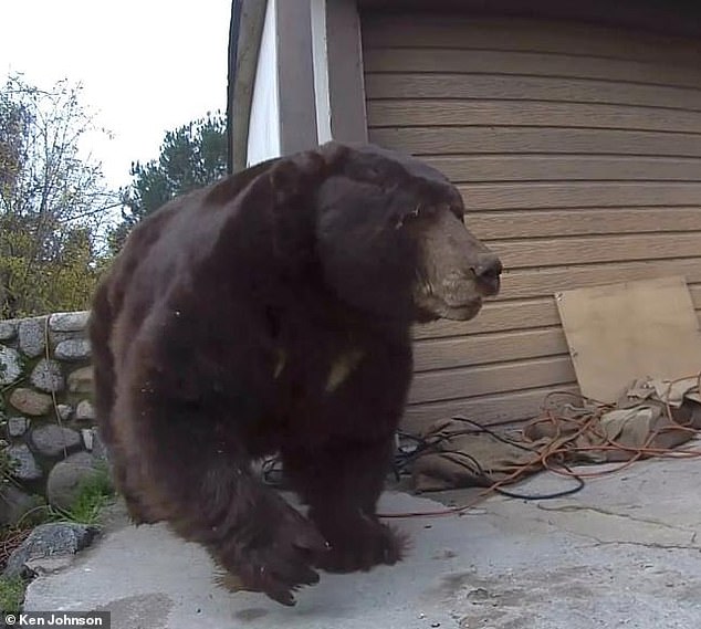Before the bear was removed, Johnson said he was forced to shut off his gas after he captured video of a broken pipe by the bear