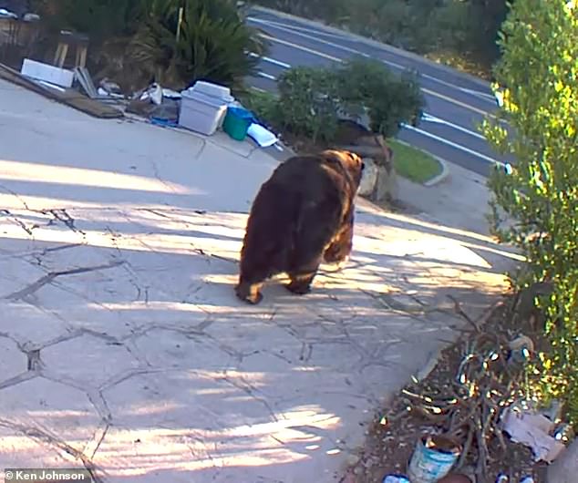 The bear attempted to return to his home two days later, but Johnson was able to board up the crawl space and placed an electrified mat to keep him out