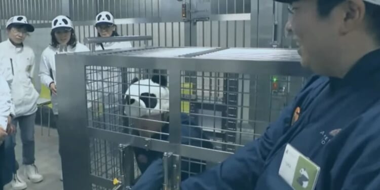 Bizarre moment Japanese zoo staff dress up and pretend to be pandas after bears are sent back to China