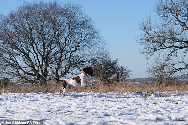 A dog plays in the snow in Bradgate Park, Leicestershire on Saturday morning