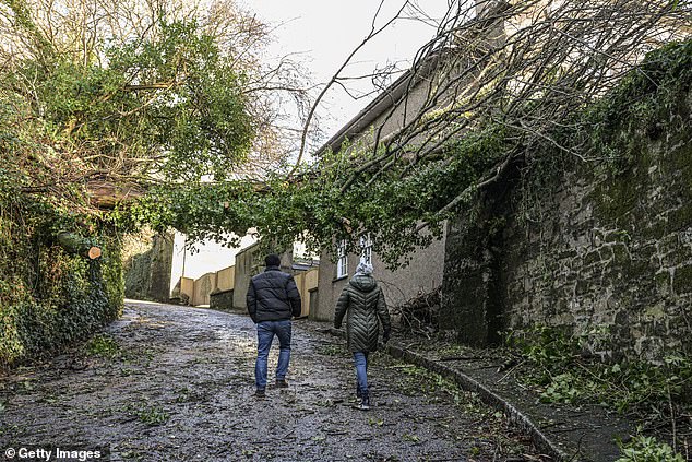 A couple walk past a fallen tree at Church Hill near St Gluvias in Penryn, Cornwall